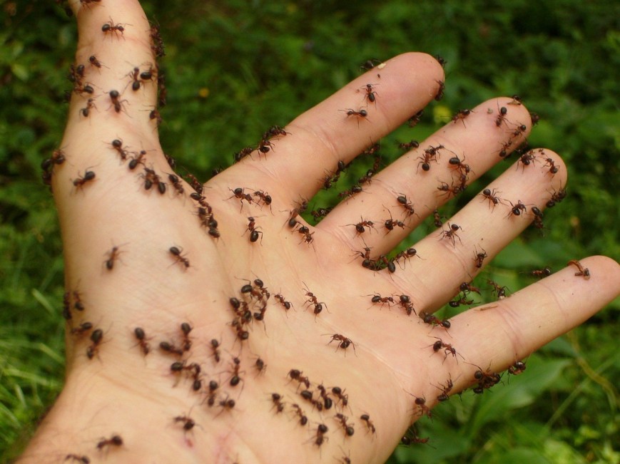 Comment éloigner les fourmis ?